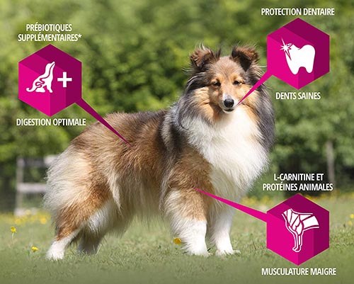 Meilleures croquettes pour chien