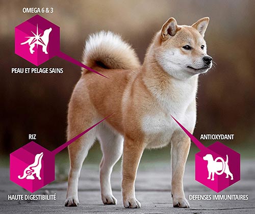 Meilleures croquettes pour chien